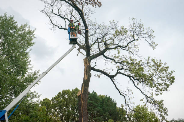 Best Tree Cabling and Bracing  in Montgomery Village, MD