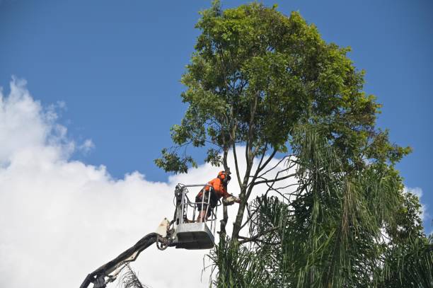 Best Seasonal Cleanup (Spring/Fall)  in Montgomery Village, MD