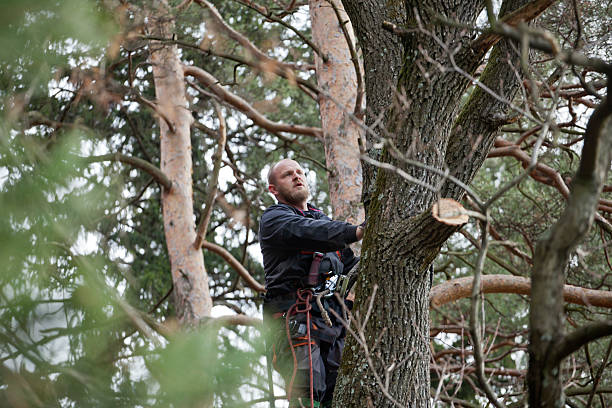 Best Storm Damage Tree Cleanup  in Montgomery Village, MD
